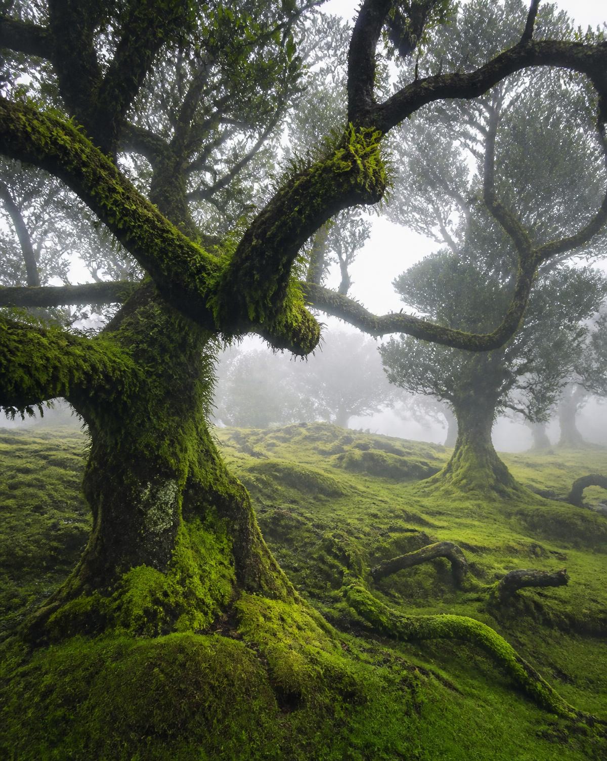Lauriers centenaires dans la brume de la forêt de Fanal à Madère
