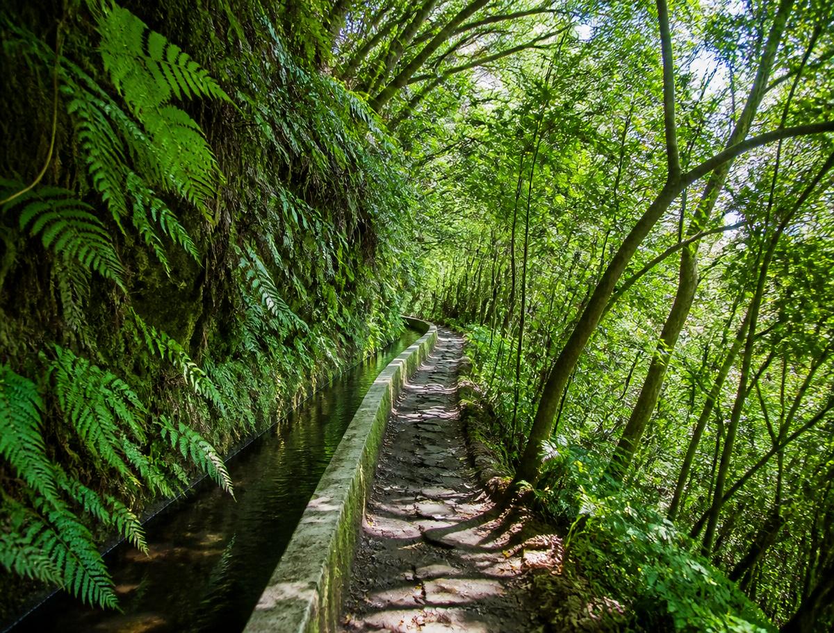 Sentier de levada bordé de végétation luxuriante dans le nord de Madère